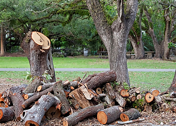 Arlington Tree Services Hallmark Tree Solutions