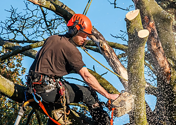 Arlington Tree Services Hallmark Tree Solutions