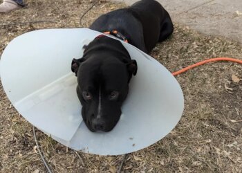 Colorado Springs Veterinary Clinics Hamlett Spay & Neuter Clinic