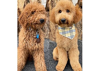 Allentown Pet Grooming Hamms Pawsome Dog Wash