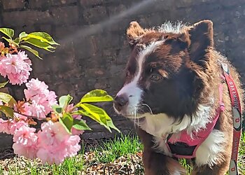 Columbus Dog Walkers Hands N Paws