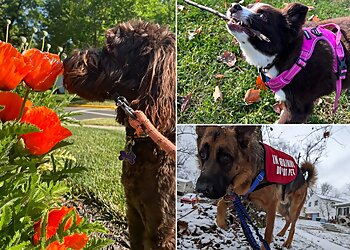 Columbus Dog Walkers Hands N Paws