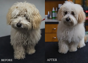 Las Vegas Pet Grooming Happy And Lucky Pet Salon And Mobile Grooming