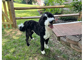 Happy Dog Baltimore - Baltimore, MD Dog Walkers - Facility Image