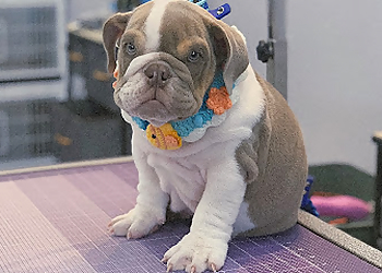 Ontario Pet Grooming Happy Dog Grooming