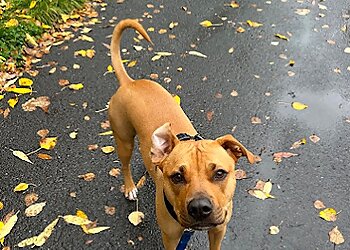 Anchorage Dog Walkers Happy Hearts Pet Care AK