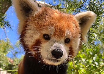 San Jose Places To See Happy Hollow Park & Zoo