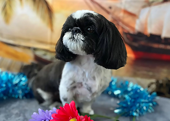 Oxnard Pet Grooming Happy Hound