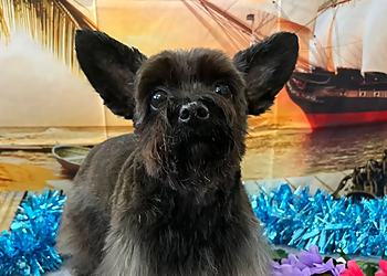 Oxnard Pet Grooming Happy Hound