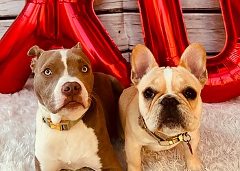 Oakland Dog Training Happy Hound Play & Daycare, Inc.