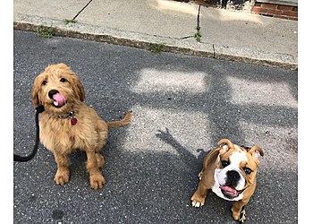 Boston Dog Walkers Happy Paws Boston