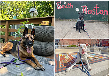 Boston Dog Walkers Happy Paws Boston