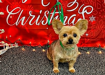 Santa Ana Pet Grooming Happy Paws Pet Grooming