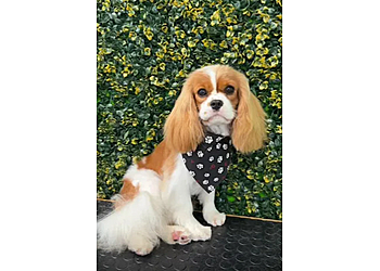 Richardson Pet Grooming Happy Paws Salon