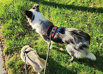 Happy Sue-per Doggy Care - Fremont, CA Dog Walkers - Job Site Image