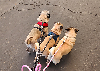 Happy Sue-per Doggy Care - Fremont, CA Dog Walkers - Service Highlights