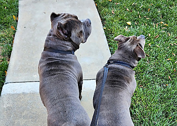 Happy Sue-per Doggy Care Happy Sue-per Doggy Care - Fremont, CA Dog Walkers - Service Image