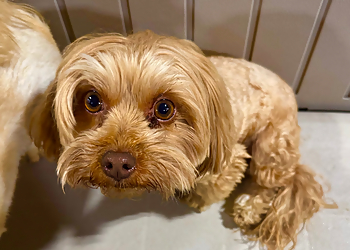 Fort Wayne Pet Grooming Happy Tails