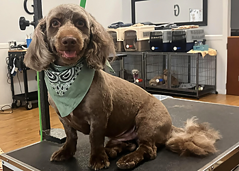 New Haven Pet Grooming Happy Tails