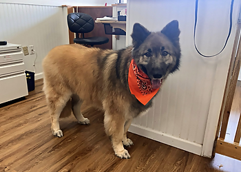 New Haven Pet Grooming Happy Tails