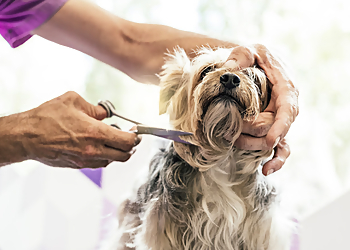 Lancaster Pet Grooming Happy Tails By Sandra