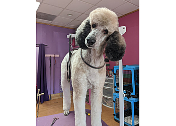 Lancaster Pet Grooming Happy Tails By Sandra