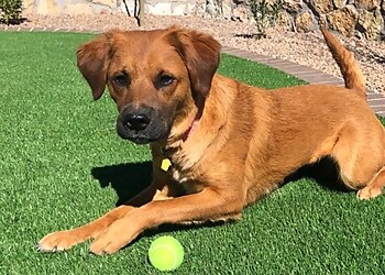 El Paso Dog Walkers Happy Tails Pet Sitting Services