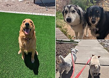 El Paso Dog Walkers Happy Tails Pet Sitting Services
