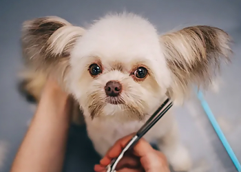 Fontana Pet Grooming Happy Tails Pet Spa