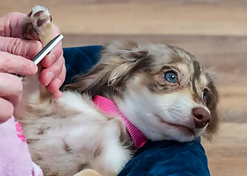 Fontana Pet Grooming Happy Tails Pet Spa