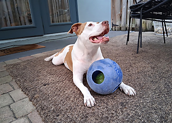 Happy Tails SoFlo LLC - Fort Lauderdale, FL Dog Walkers - Job Site Image