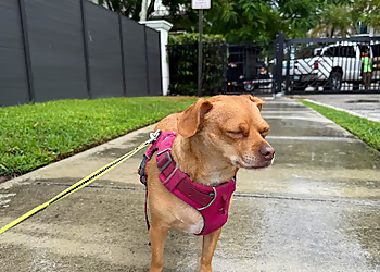 Happy Tails SoFlo LLC - Fort Lauderdale, FL Dog Walkers - Service Highlights