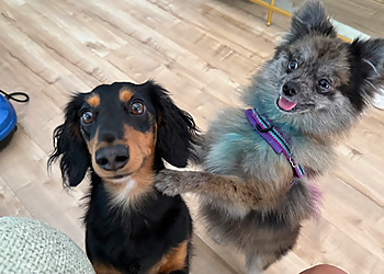 Happy Tails SoFlo LLC Happy Tails SoFlo LLC - Fort Lauderdale, FL Dog Walkers - Service Image