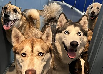 San Jose Dog Training Happy Tails to You Dog Training