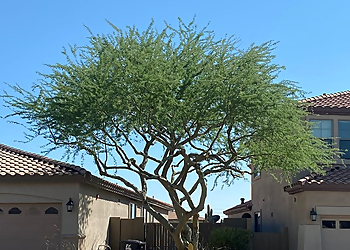Scottsdale Tree Services Happy Tree Guys
