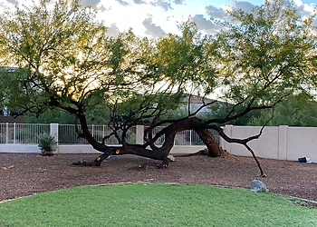 Happy Tree Guys Scottsdale Tree Services image 1
