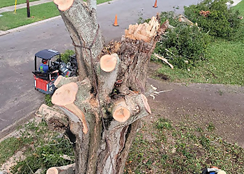 Clearwater Tree Services Happy’s Tree Service, LLC.