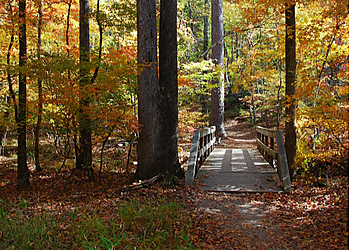 Columbia Hiking Trails Harbison State Forest