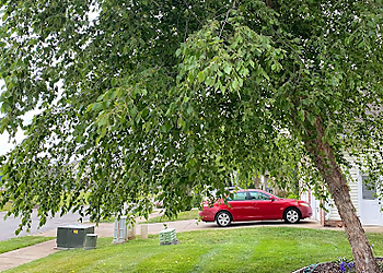 Clarksville Tree Services Hard Knot Tree Service Inc.