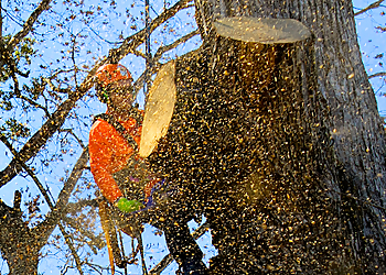 Clarksville Tree Services Hard Knot Tree Service Inc.