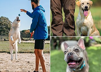 Fort Lauderdale Dog Training Harmony K9 Training