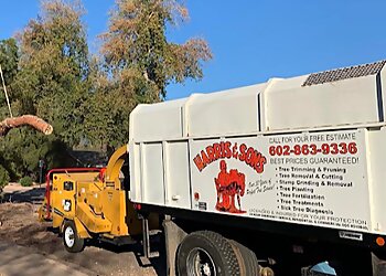 Phoenix Tree Services Harris & Sons Tree Specialists
