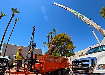 Phoenix Tree Services Harris & Sons Tree Specialists