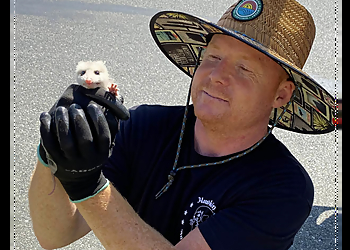 Los Angeles Animal Removal Hawkins Animal Trapping & Removal