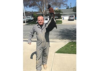 Los Angeles Animal Removal Hawkins Animal Trapping and Removal