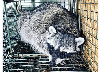 Hawkins Animal Trapping and Removal Los Angeles Animal Removal