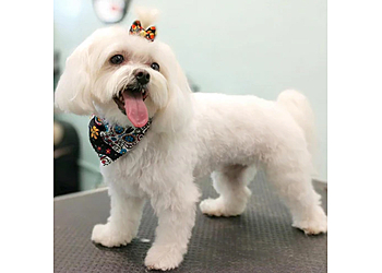 Tampa Pet Grooming Health Mutt