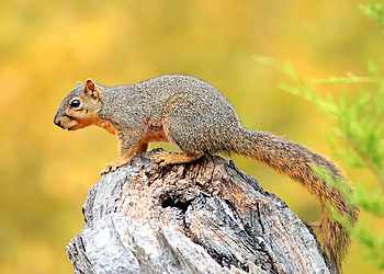 McKinney Places To See Heard Natural Science Museum & Wildlife Sanctuary