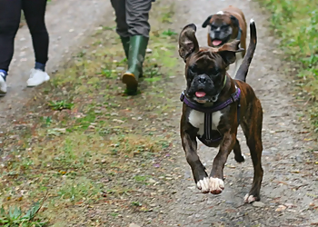 Heartfelt Dog Walking, LLC Wichita Dog Walkers image 1