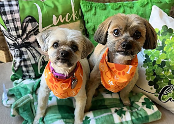 Peoria Pet Grooming Hearts Full of Love Pet Grooming